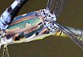 Lestes dorothea female thorax