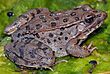 Lithobates yavapaiensis 2.jpg