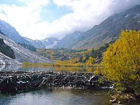 Lundy Canyon Beaver Dam.jpg