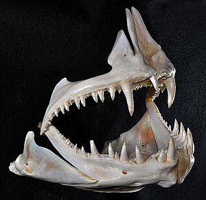 Lutjanus cyanopterus jaws.jpg