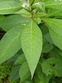 Lysimachia clethroides 04