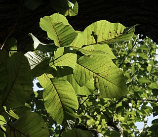 Magnolia acuminata leaves