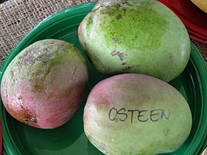 Mango Osteen Asit fs