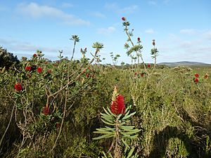 Melaleuca glauca (habit)