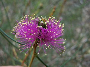 Melaleuca nemtophylla 01 gnangarra.jpg