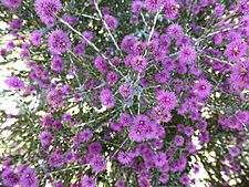 Melaleuca spathulata (leaves, flowers)