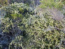 Melaleuca ulicoides (habit)