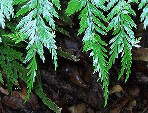 Mother Spleenwort frond tips