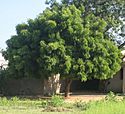 Indian Lilac tree