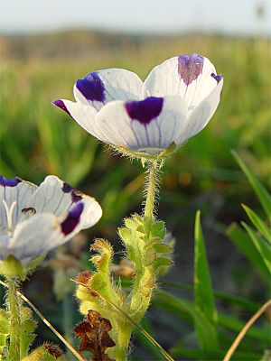 Nemophila pedunculata 000.jpg