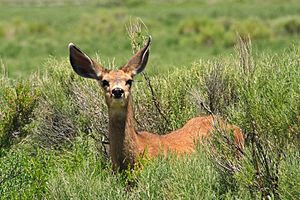 Odocoileus hemionus (Calibas)