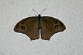 Open wing of eclosed Melanitis leda (Linnaeus, 1758) – Common Evening Brown