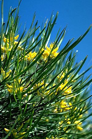 Persoonia stricta.jpg