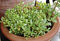 Portulaca sativa 01