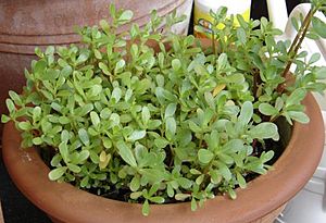 Portulaca sativa 01