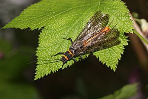 Pteronarcys californica 2544