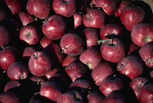 Red delicious apples