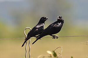 Screaming Cowbird (Molothrus rufoaxillaris).jpg