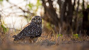 Short Eared Owl in its habitat.jpg