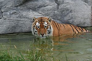 Siberian Tiger, Swimming
