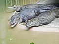 St Louis zoo spectacled caimans