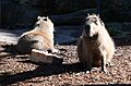 Taronga Zoo capybara 004