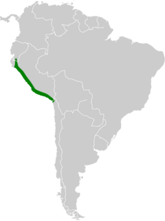 Thaumastura cora map