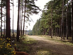 Track through Swinley Forest - geograph.org.uk - 714801