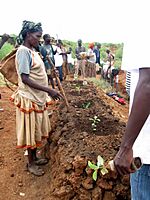 Trees planting in Konso