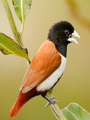 Tricoloured munia (cropped).jpg