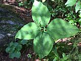 Trillium undulatum with four leaves and four sepals