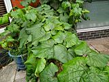 Vitis coignetiae leaves