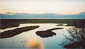 WWT Caerlaverock - geograph.org.uk - 149062