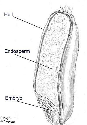 Wheat seed