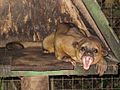 Yawning kinkajou