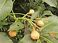 Yellow buckeye fruits