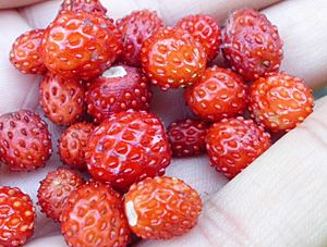 Земляника лесная (Fragaria vesca) f001