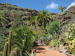 20100222-0306 Gran Canaria (1114)