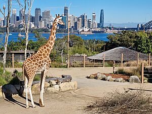 2022-06-25 Giraffes in Taronga Zoo