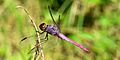 5. Roseate Skimmer (Orthemis ferruginea), male, Liberty County