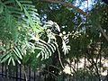 Acacia-berlandieri-flowers