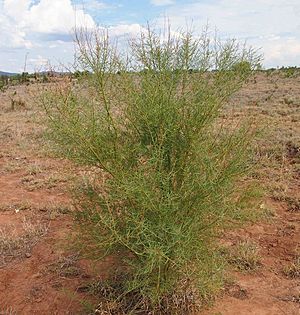 Acacia victoriae.jpg