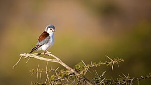 African Pygmy Falcon Female