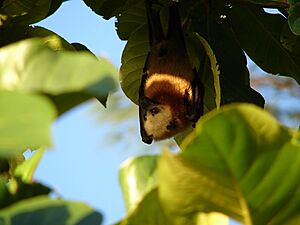 Aldabra flying fox 318252.jpg