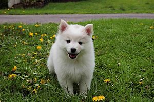 American Eskimo Pup