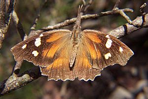 American snout butterfly