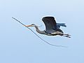 Ardea cinerea 0144 (26380369151)