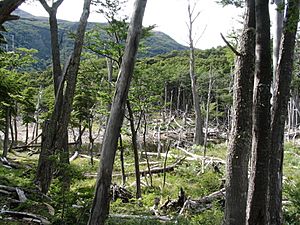 Beaver damage navarino chile