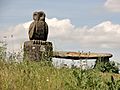 Bedfont Lakes Owl Bench.jpg