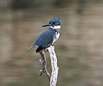 Belted Kingfisher m.